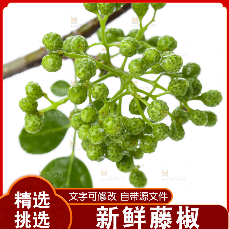 树枝上的青藤椒