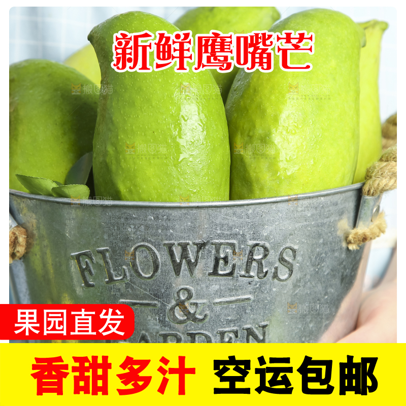 小铁桶里装着云南鹰嘴芒