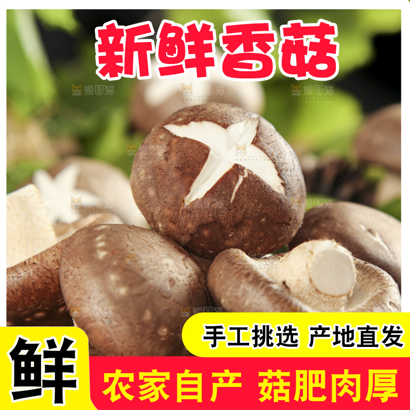 木底上摆放着农家香菇