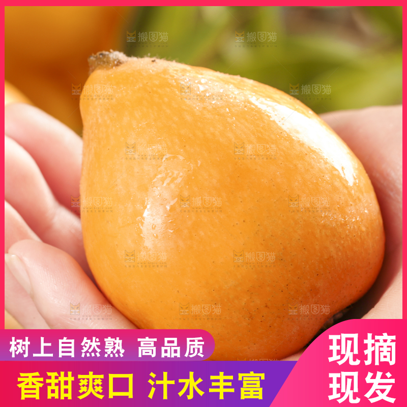 手里拿着野生枇杷