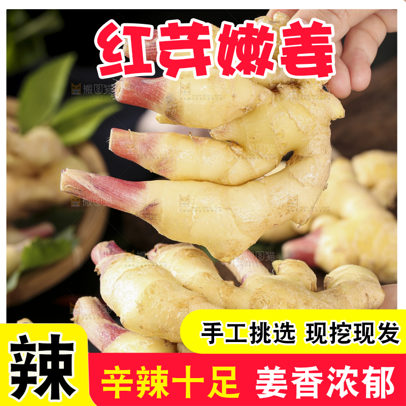 手里拿着红芽姜