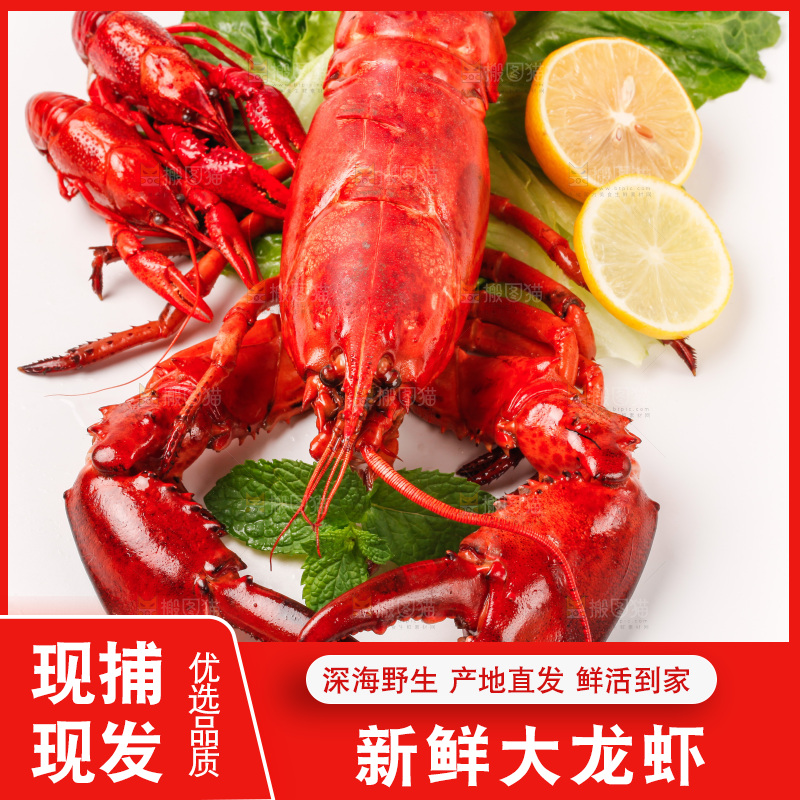 澳洲大龙虾放在白底上