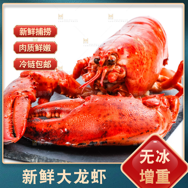 黑石板上的澳洲大龙虾