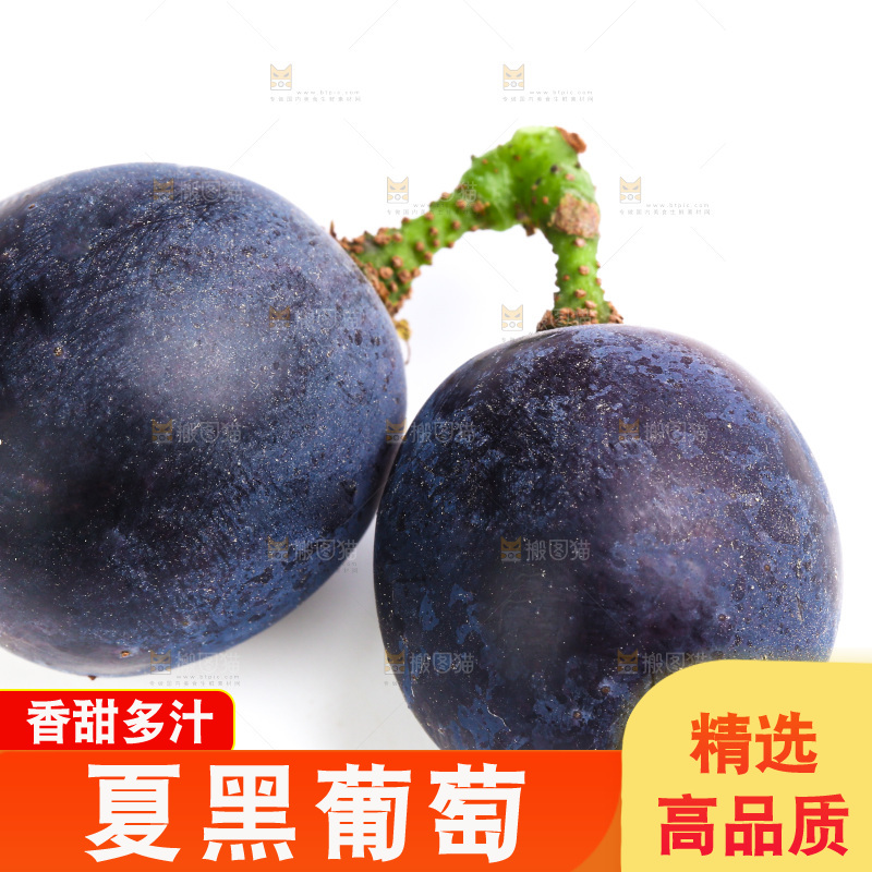新鲜夏黑葡萄放在白底上