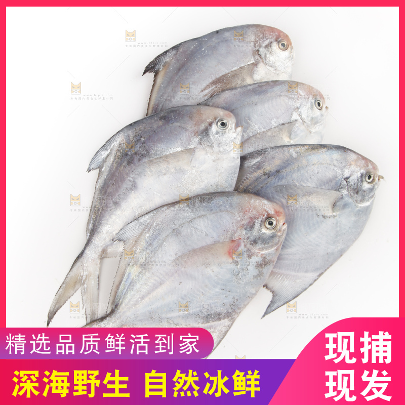 白底上的深海银鲳鱼