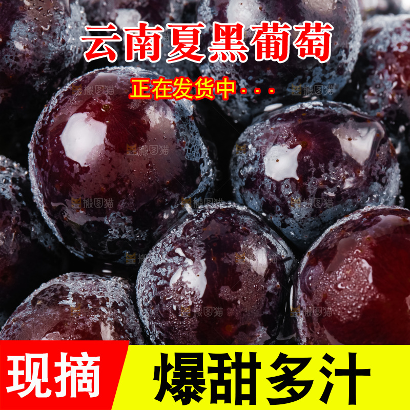 白底上的夏黑葡萄