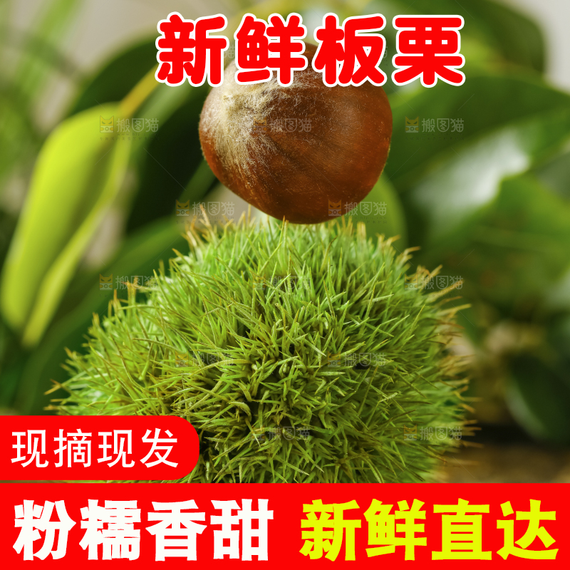 木底上的迁西板栗