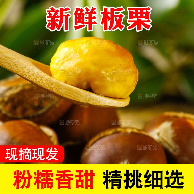 木底上的迁西板栗