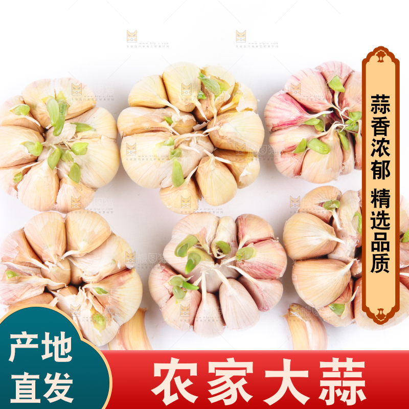 白底上放着紫皮蒜