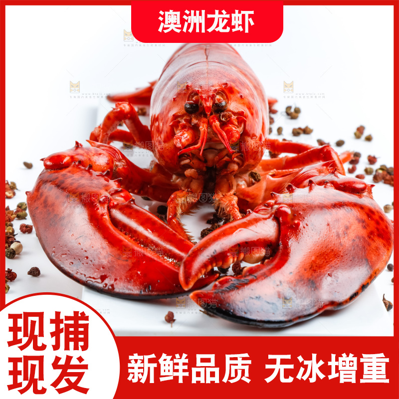 白底上放着澳洲大龙虾