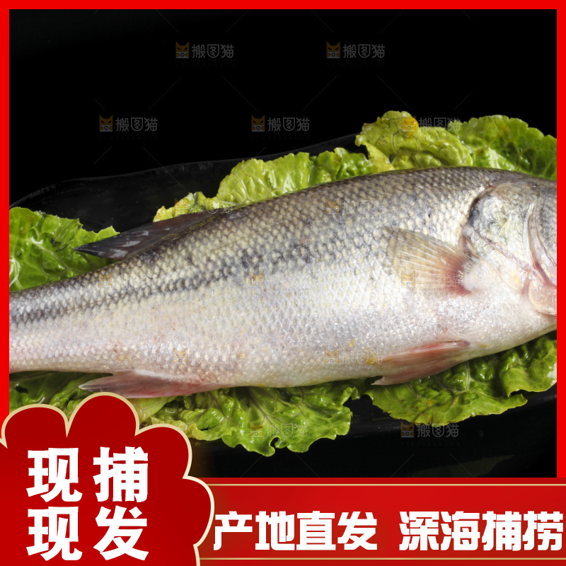 黑底上的海鲈鱼