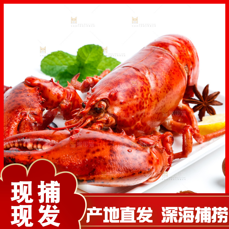 白底上放着澳洲大龙虾