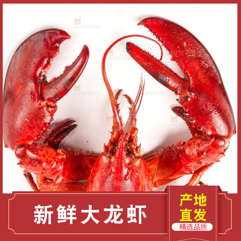 白底上放着澳洲龙虾