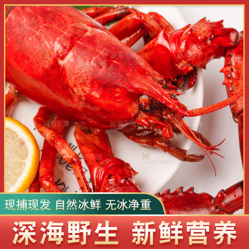 澳洲大龙虾放在白底上