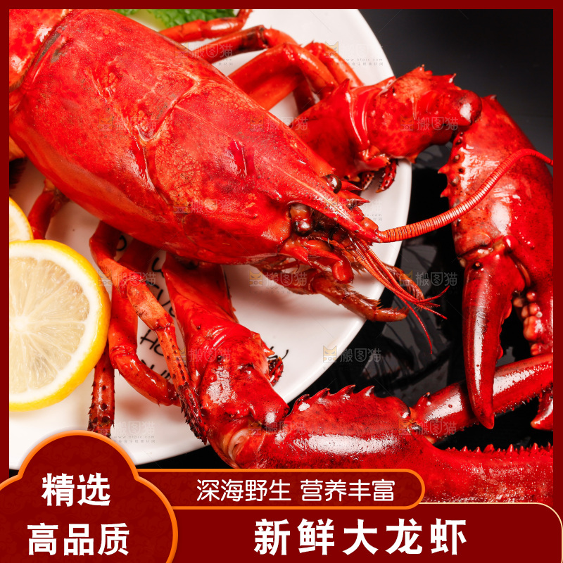 黑底上放着澳洲大龙虾