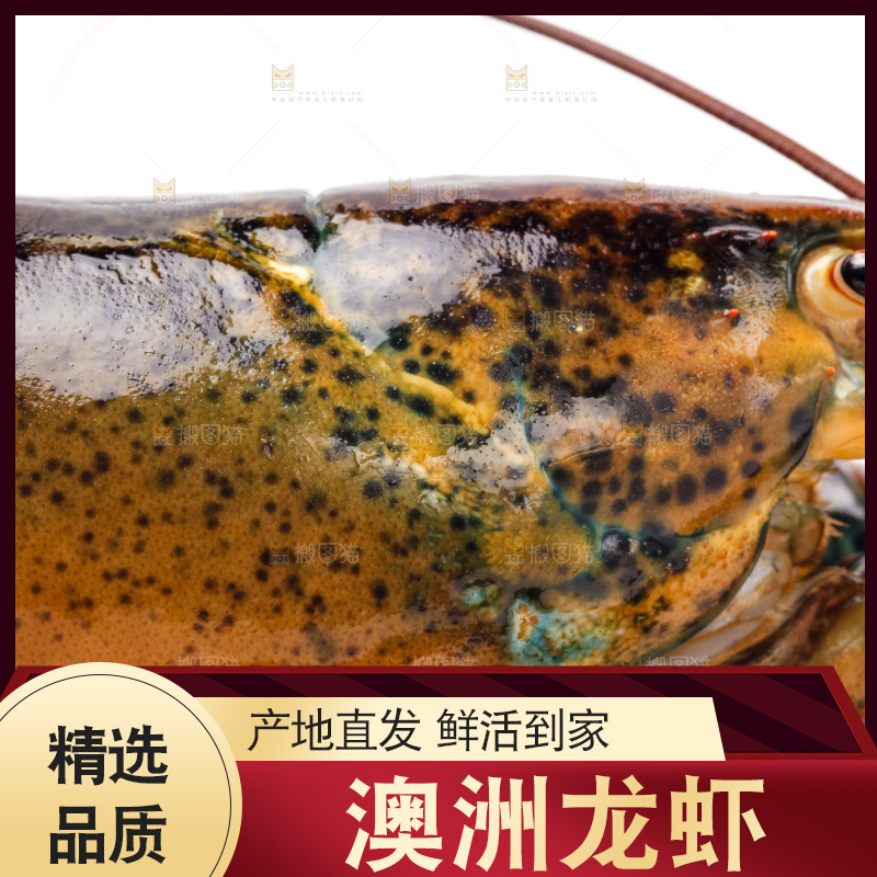 白底上的澳洲龙虾