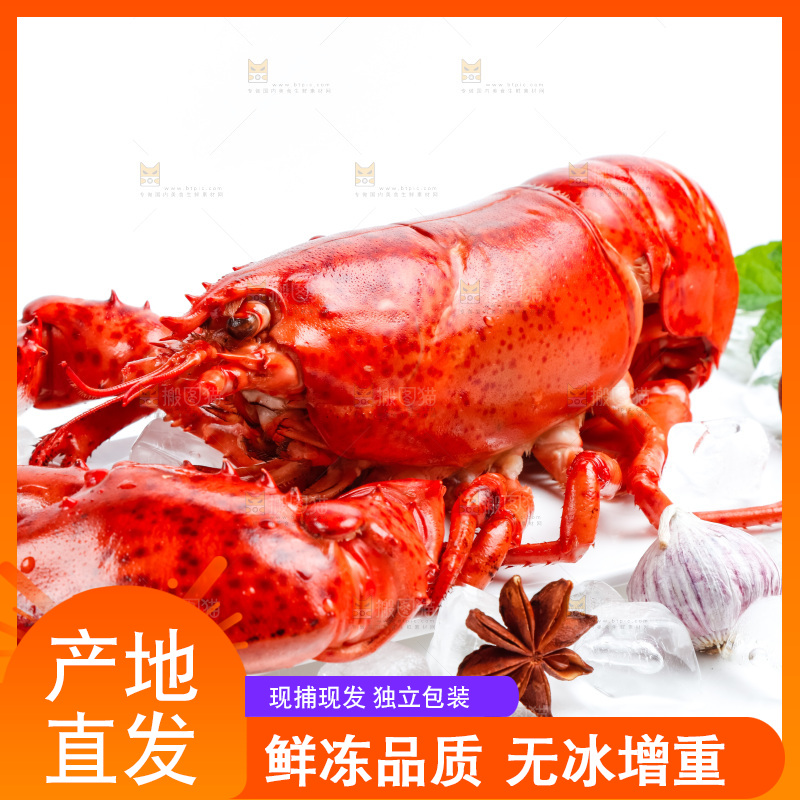 白底上放着大龙虾