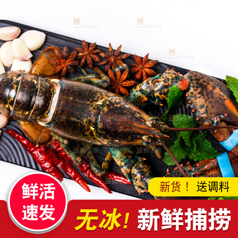 浅底上的澳洲龙虾