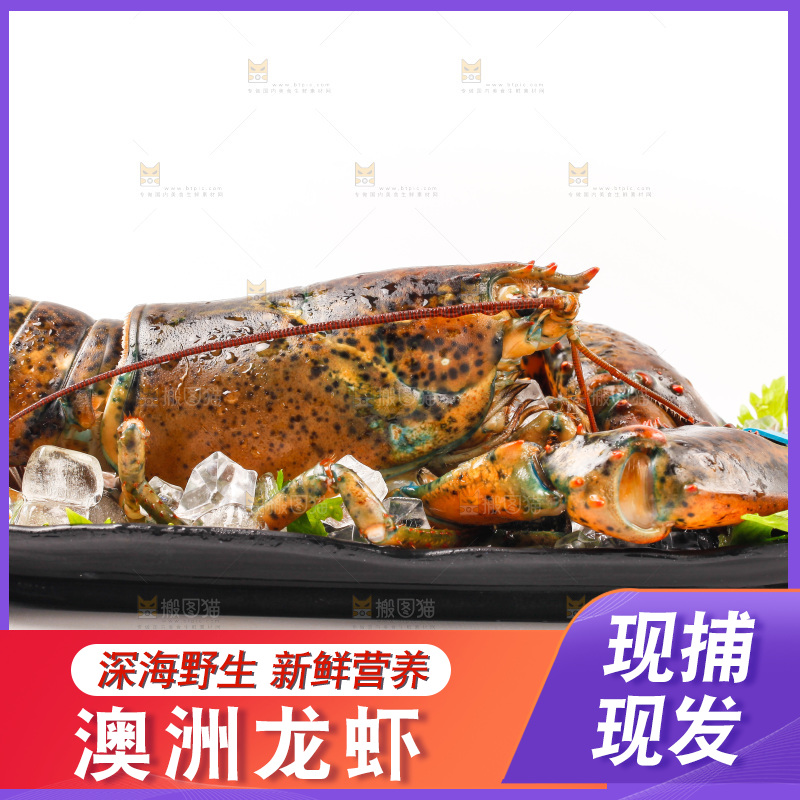 一盘澳洲大龙虾放在白底上