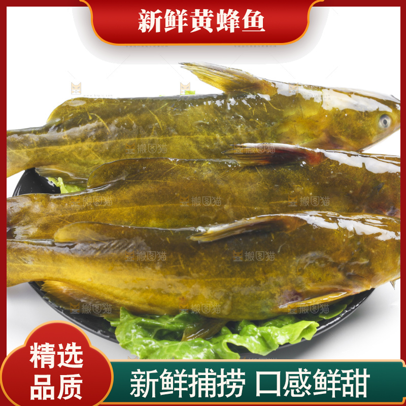 白底上放着黄蜂鱼