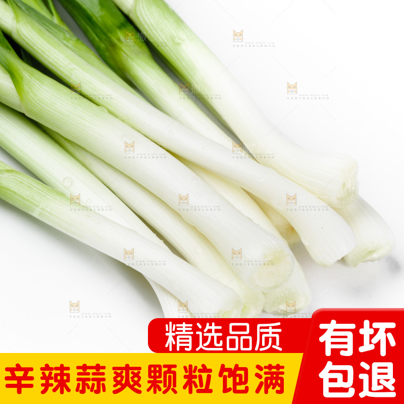 白底上的新鲜蒜苗