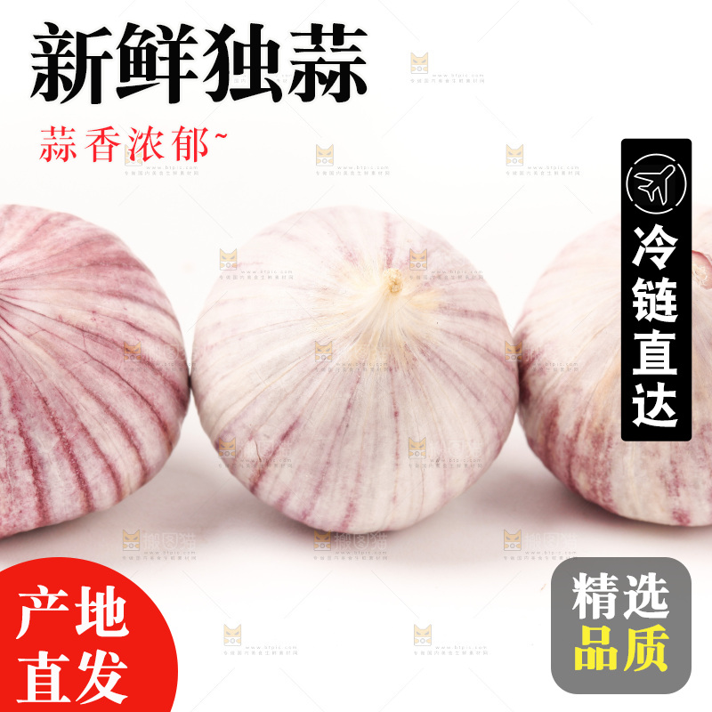 浅底上的独蒜