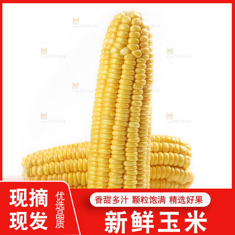白底上放着黄玉米
