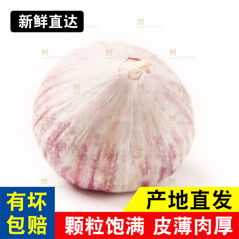 浅底上的独蒜