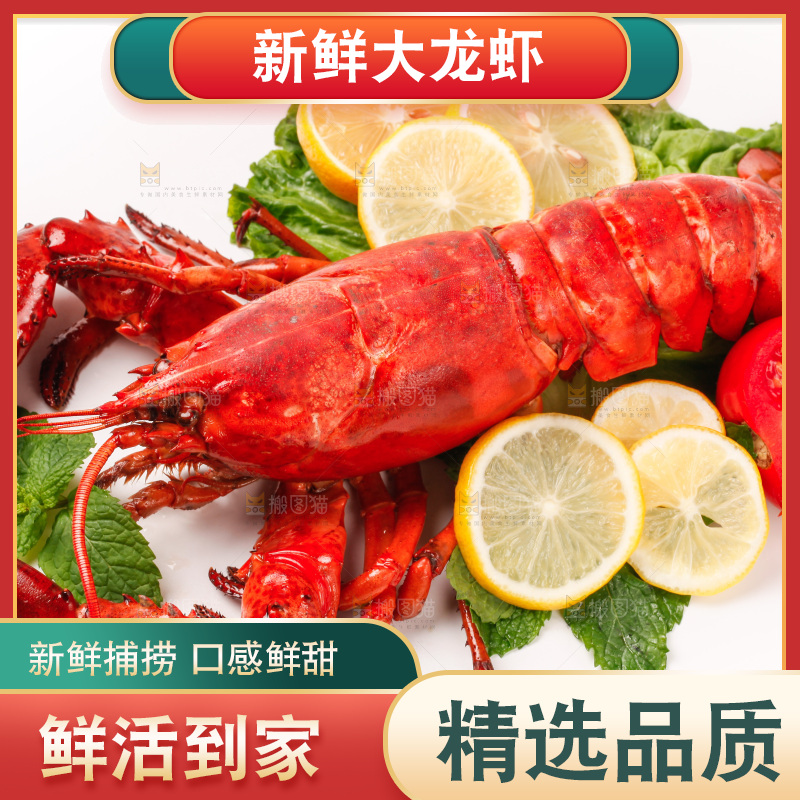 澳洲大龙虾放在白底上