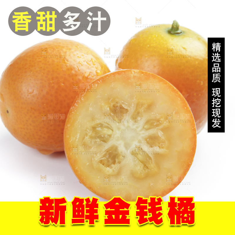 白底上的金钱橘