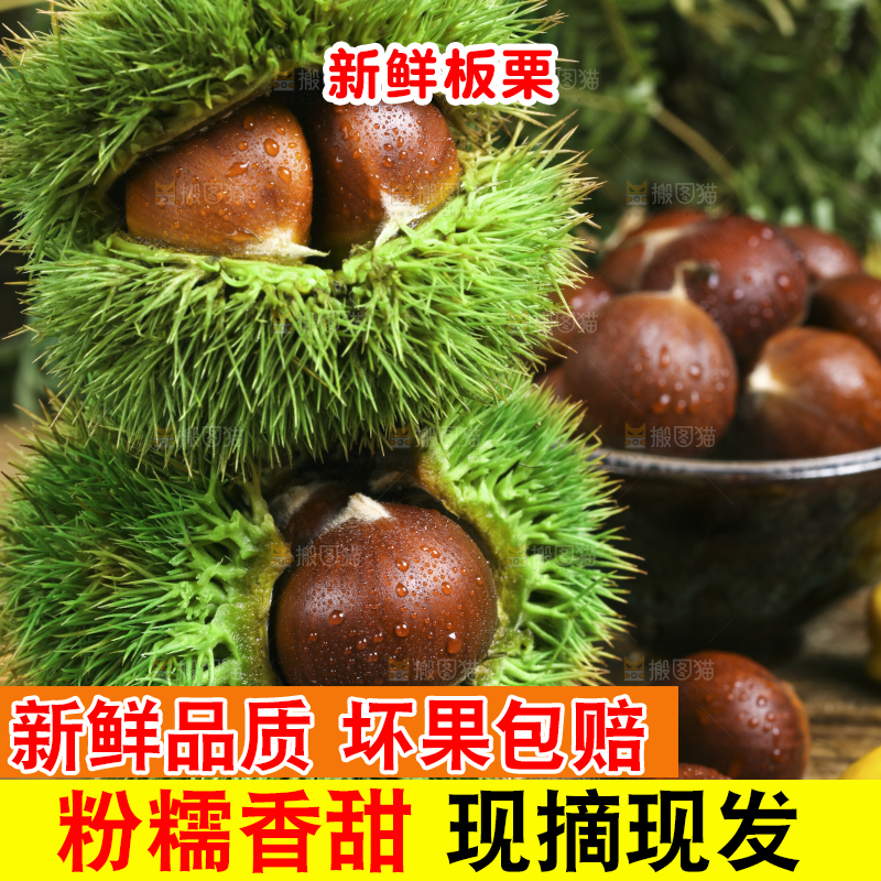 木底上的迁西板栗