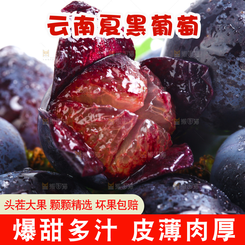 云南夏黑葡萄放在白底上