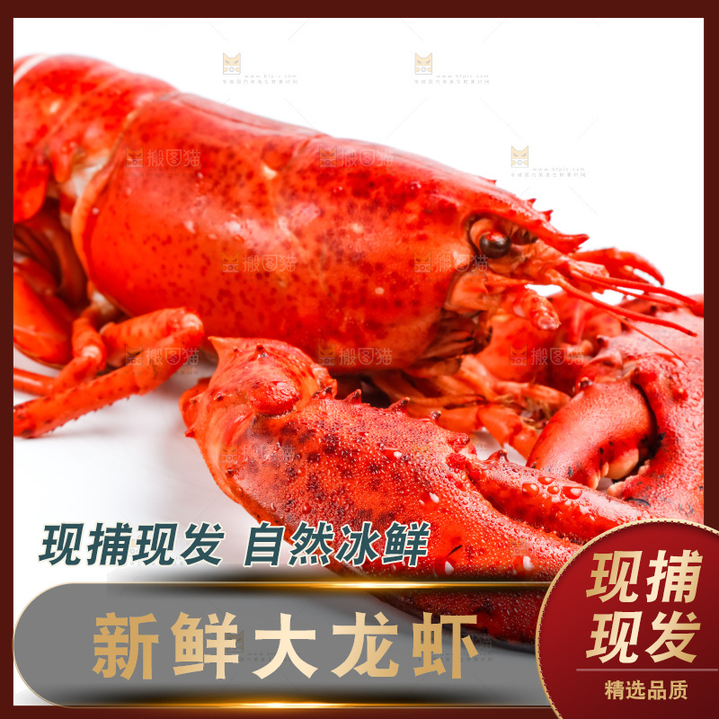 白底上的大龙虾
