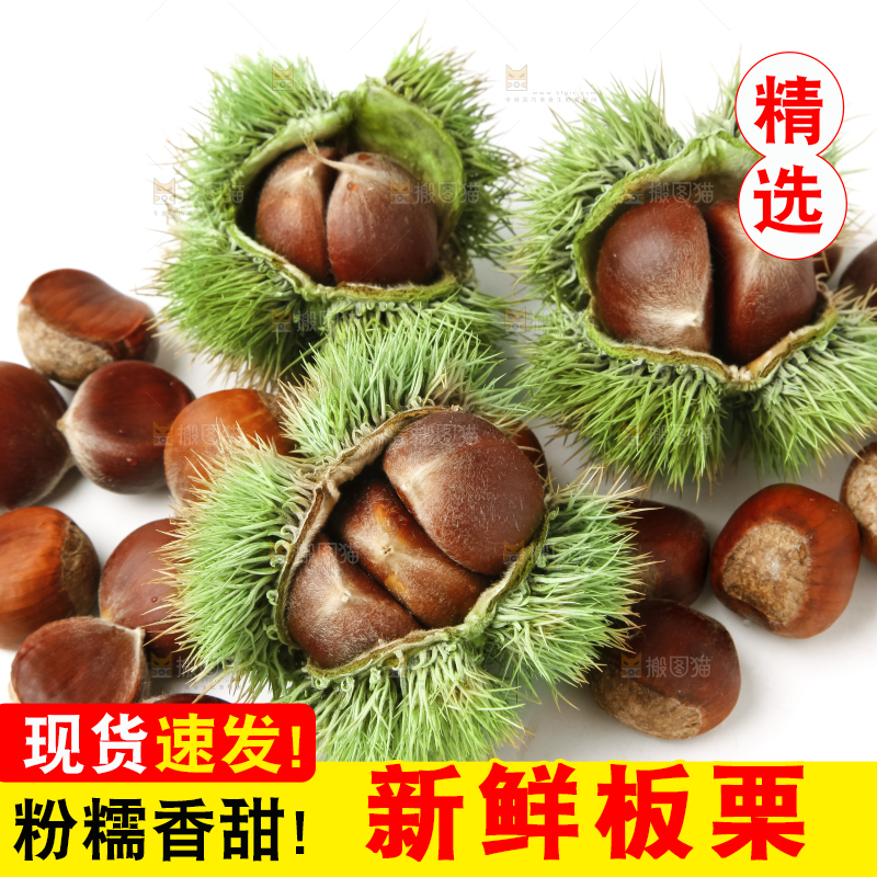 白底上的毛栗子