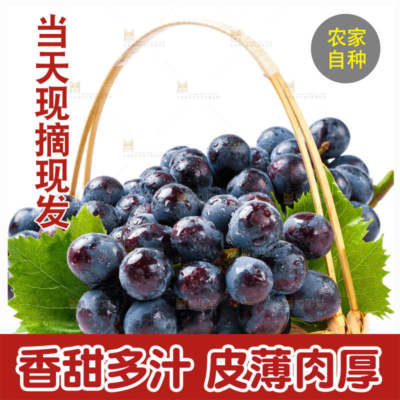 一篮新鲜夏黑放在白底上
