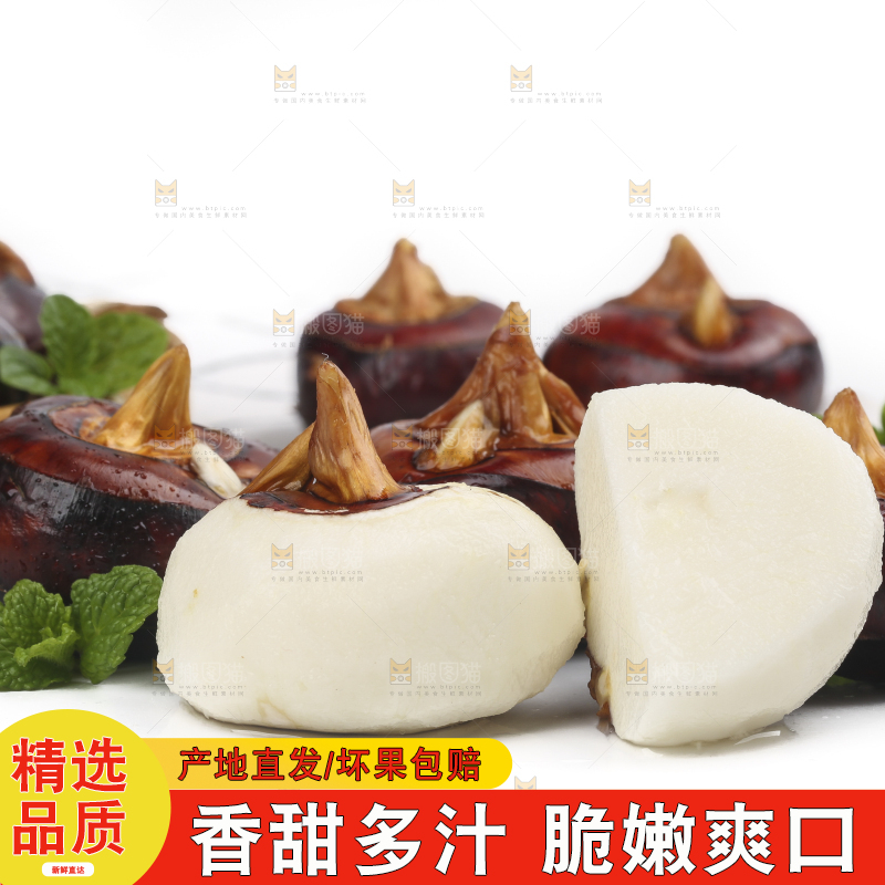 浅底上的马蹄果