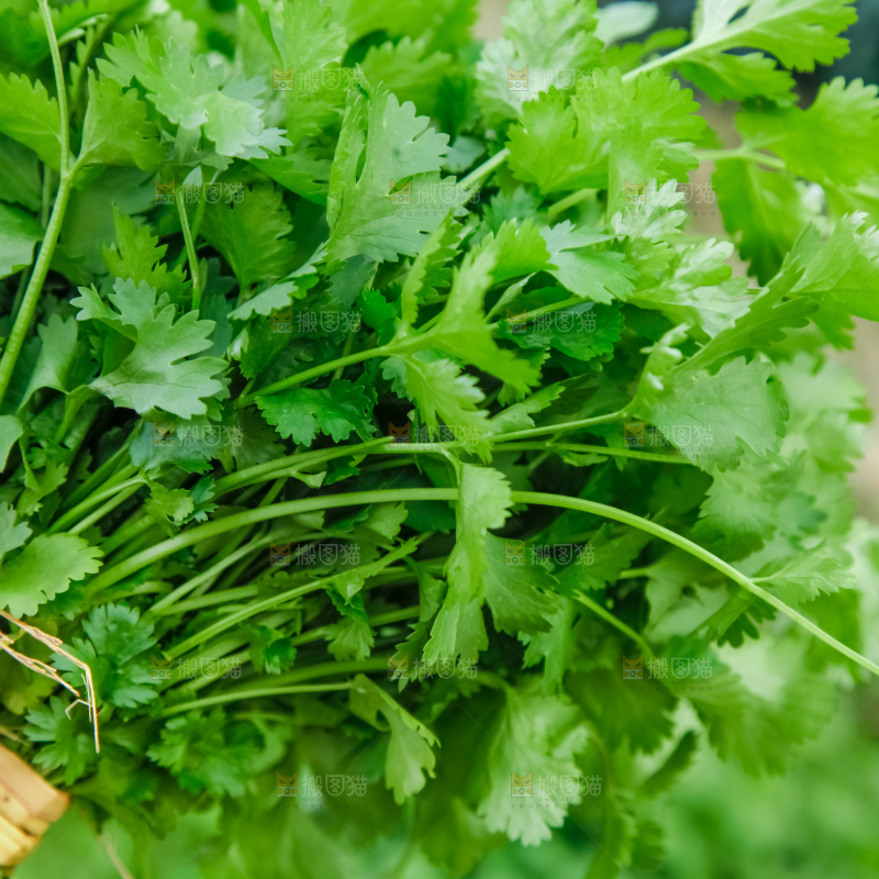 地里种着蔬菜
