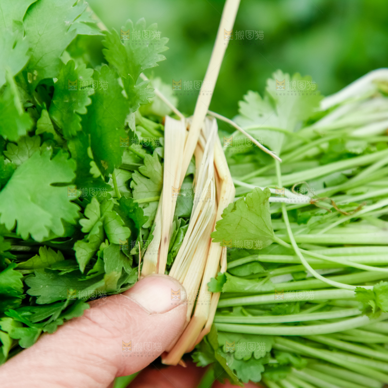 地里种着蔬菜
