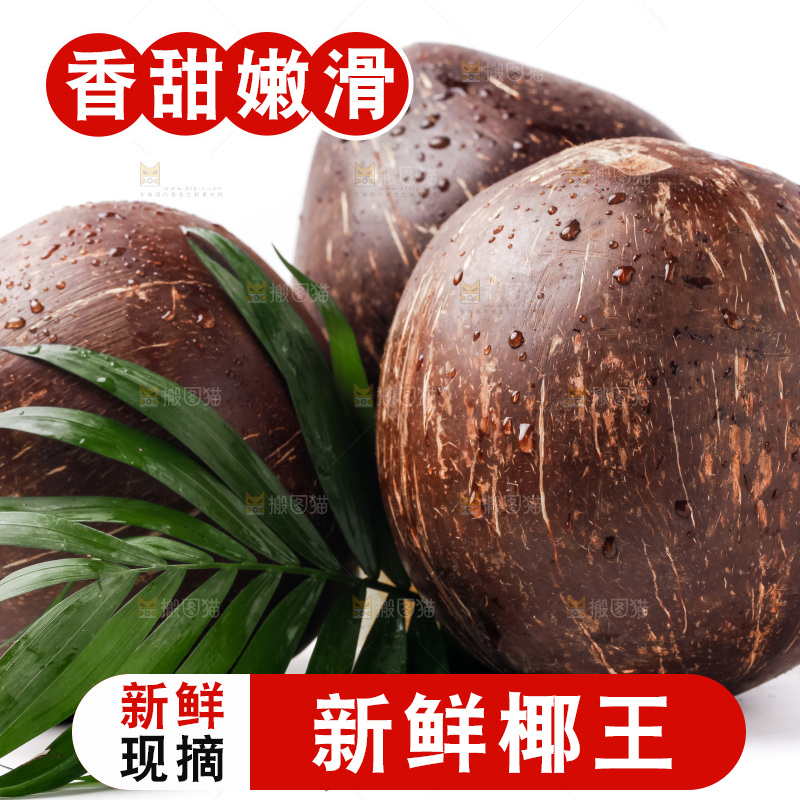浅底上的椰皇