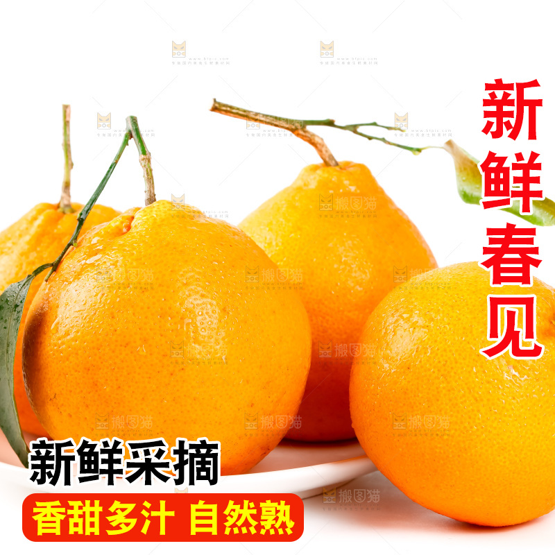 白底上的春见耙耙柑