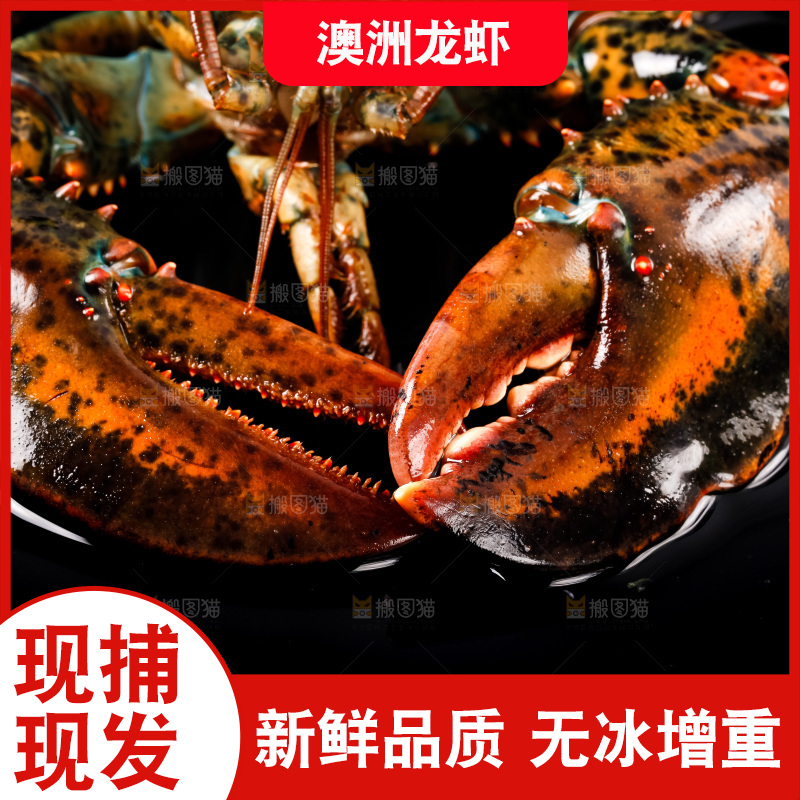 黑底上放着波士顿龙虾
