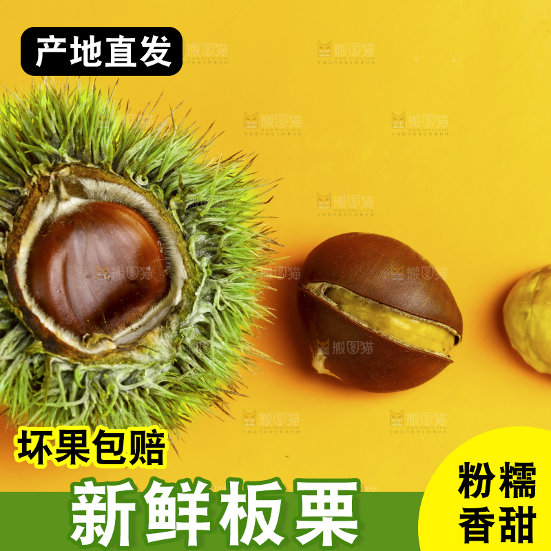 黄底上的迁西板栗