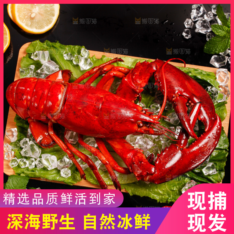 黑底上放着一盘澳洲大龙虾