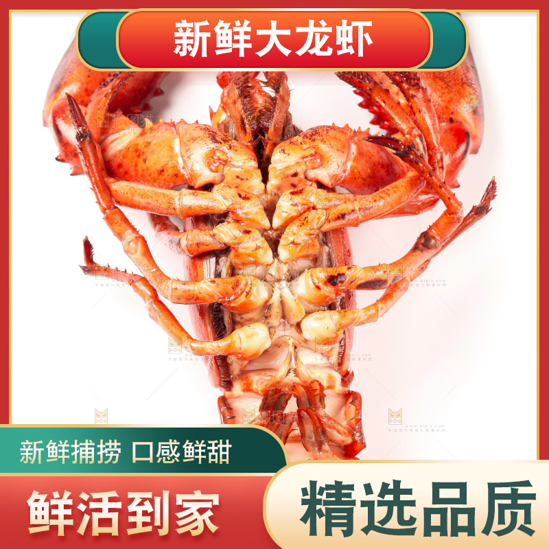 白底上放着澳洲龙虾