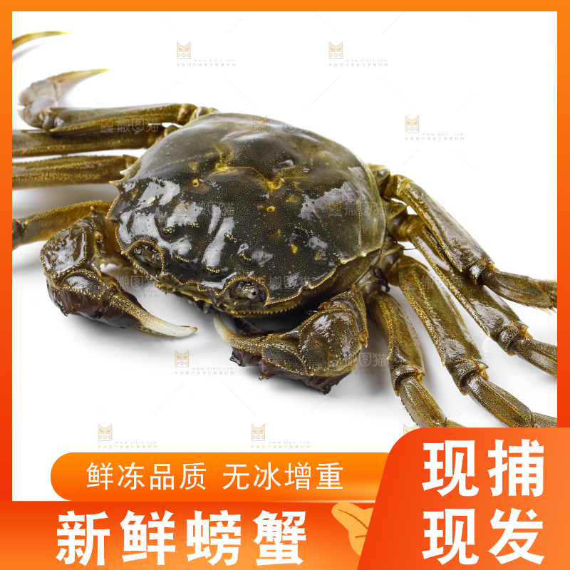浅底上的鲜活螃蟹