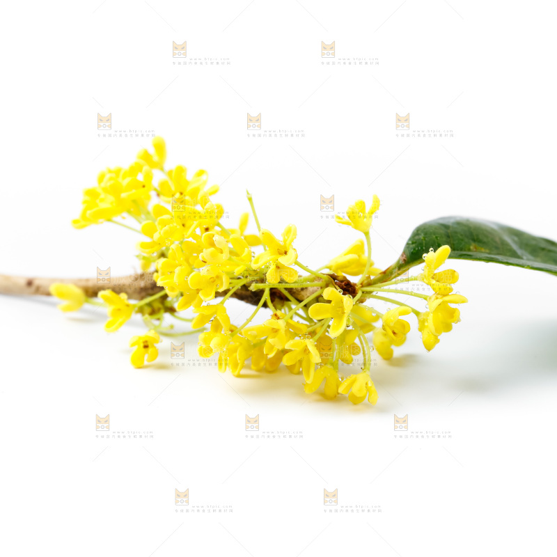 白底上放着新鲜桂花