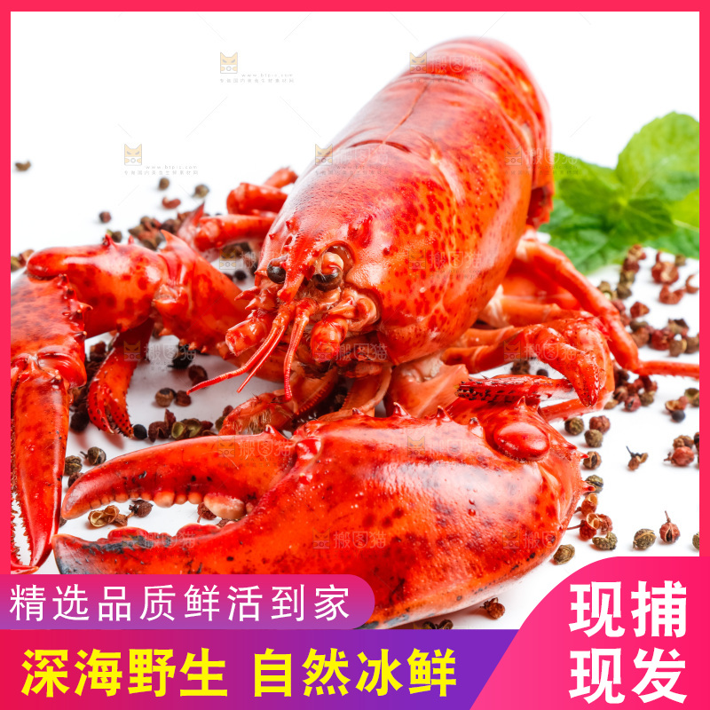 白底上放着澳洲大龙虾