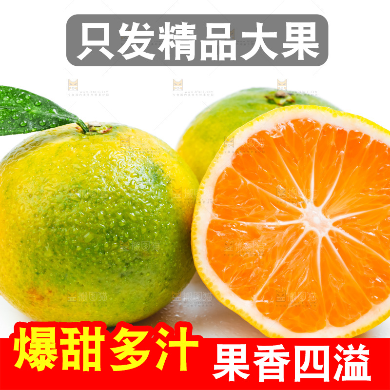 新鲜的青皮蜜橘放在白底上
