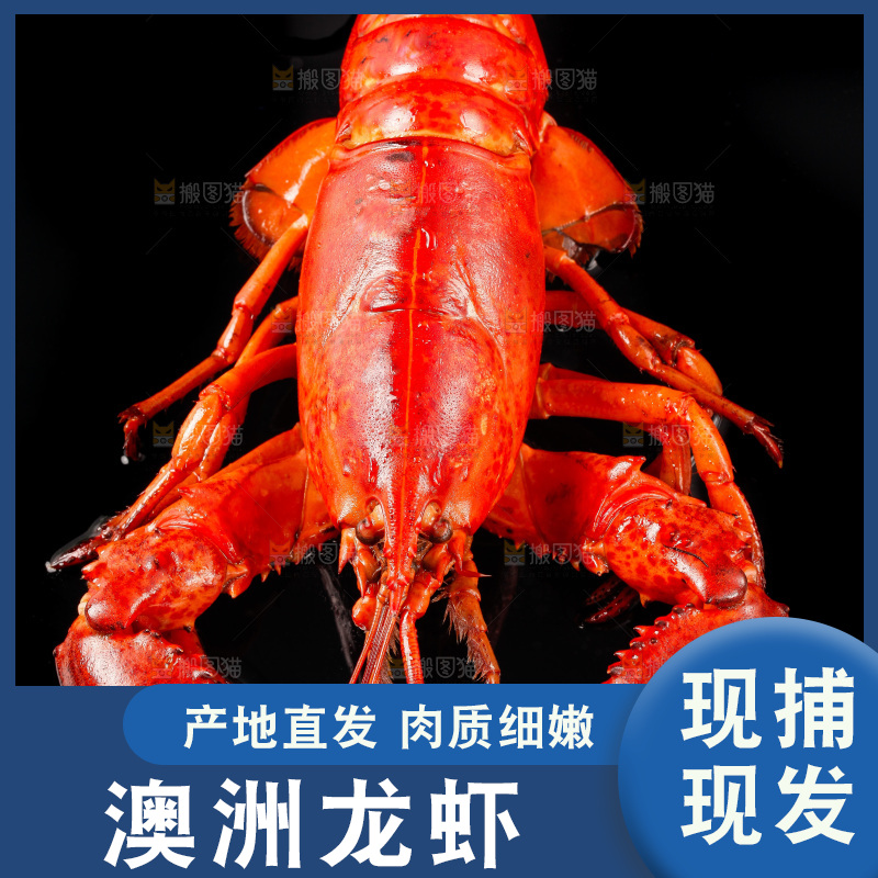 黑底上放着波士顿龙虾