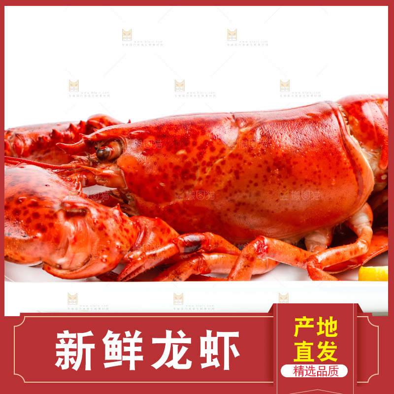 白底上放着澳洲大龙虾